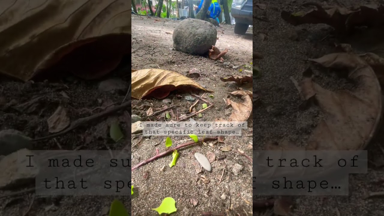 The journey of an ant #ants #bugs #insect #insects #entomology #bug #creature #nature #naturelover