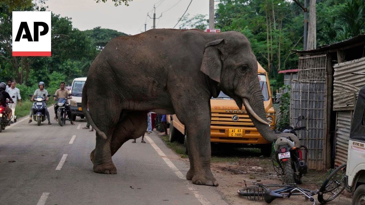 Injured elephant keeps visiting village in India in search of food