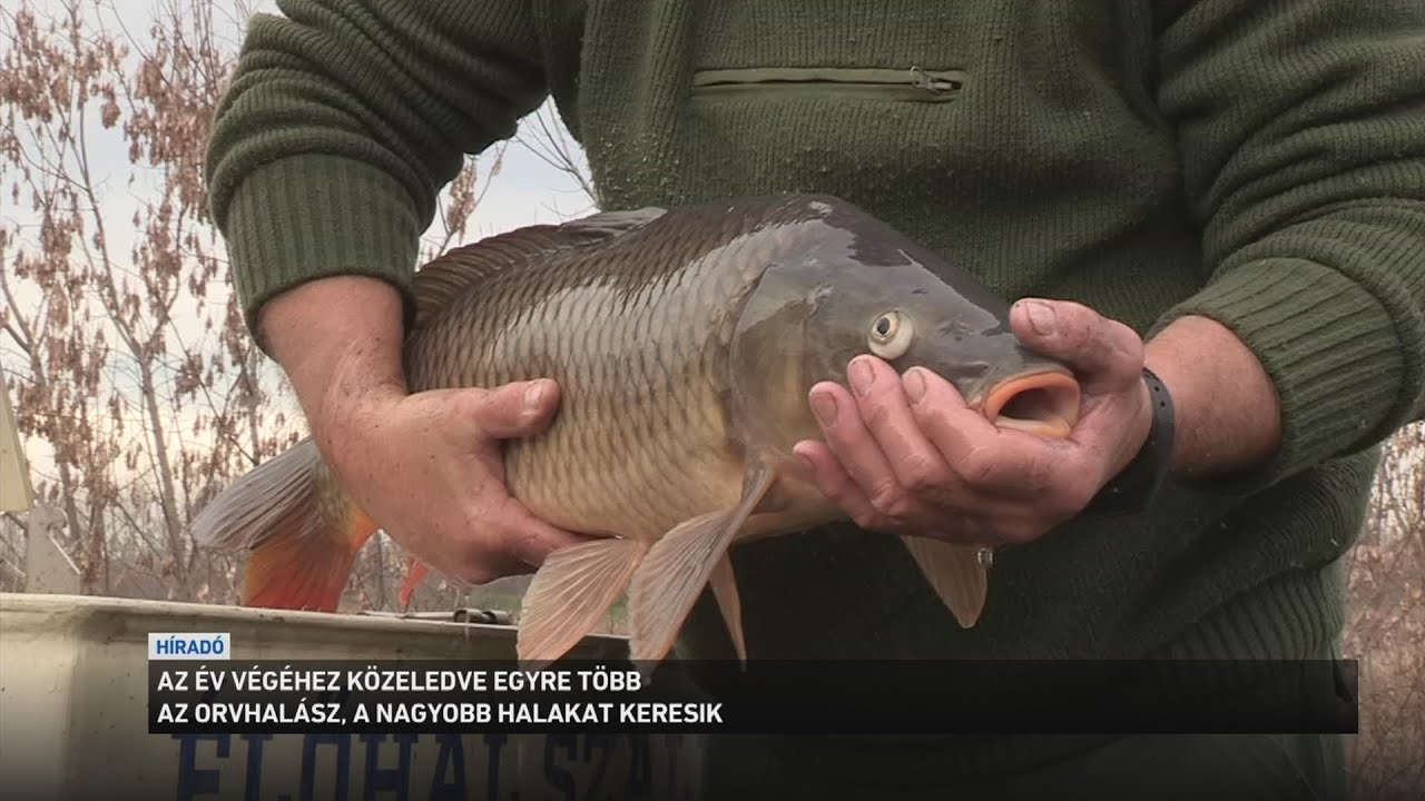 Az év végéhez közeledve egyre több az orvhalász