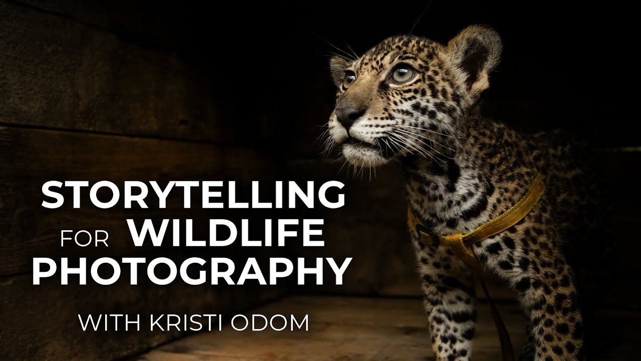 Storytelling for Wildlife Conservation with Kristi Odom