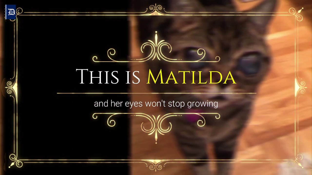 Cat's Eyes Won't Stop Growing | Matilda The Alien Cat | Daily Notebook