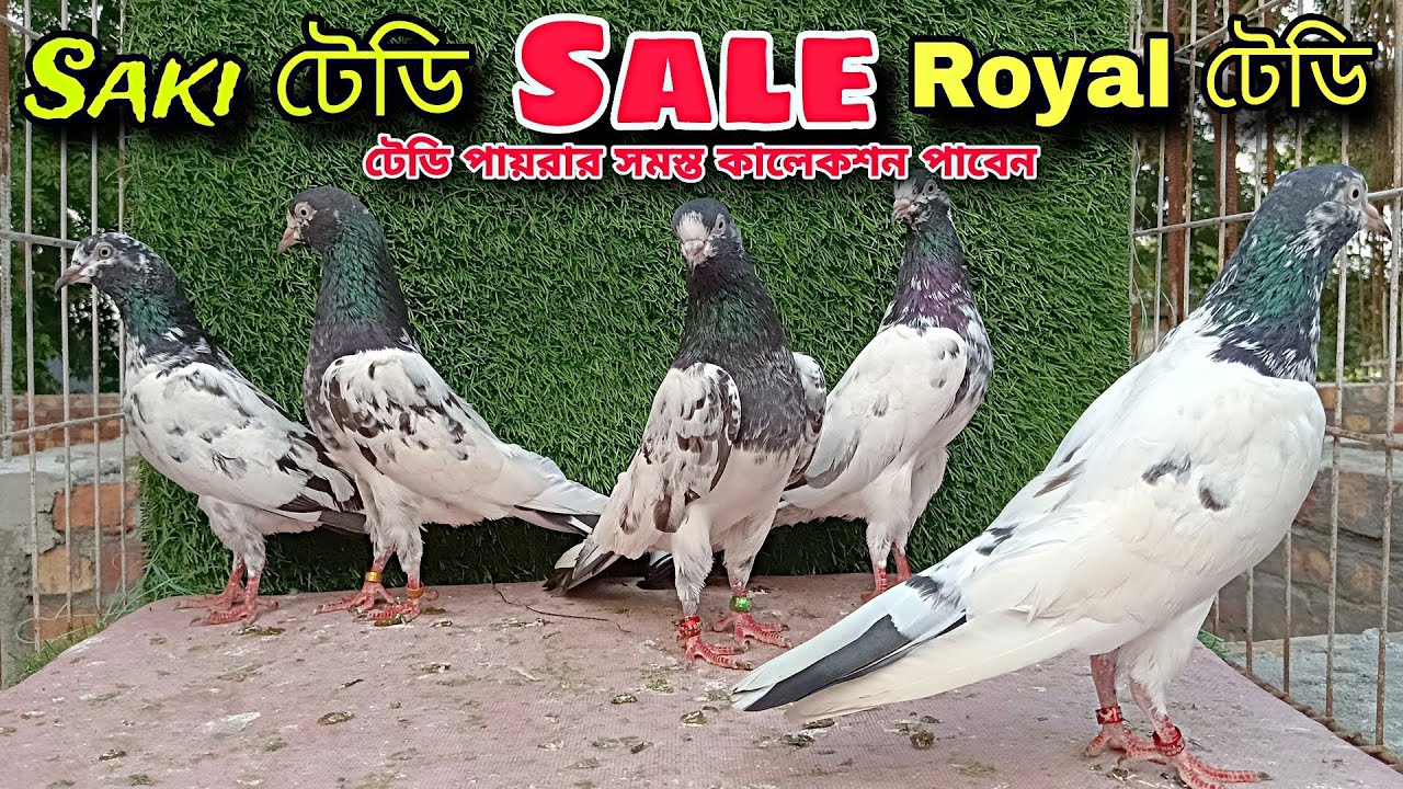 পিকুল - দার ঘরের Teddy Pigeon বাচ্চা ও Breeding pair ব্রিক্রি হবে 🔥 Import Line High Quality Pigeon