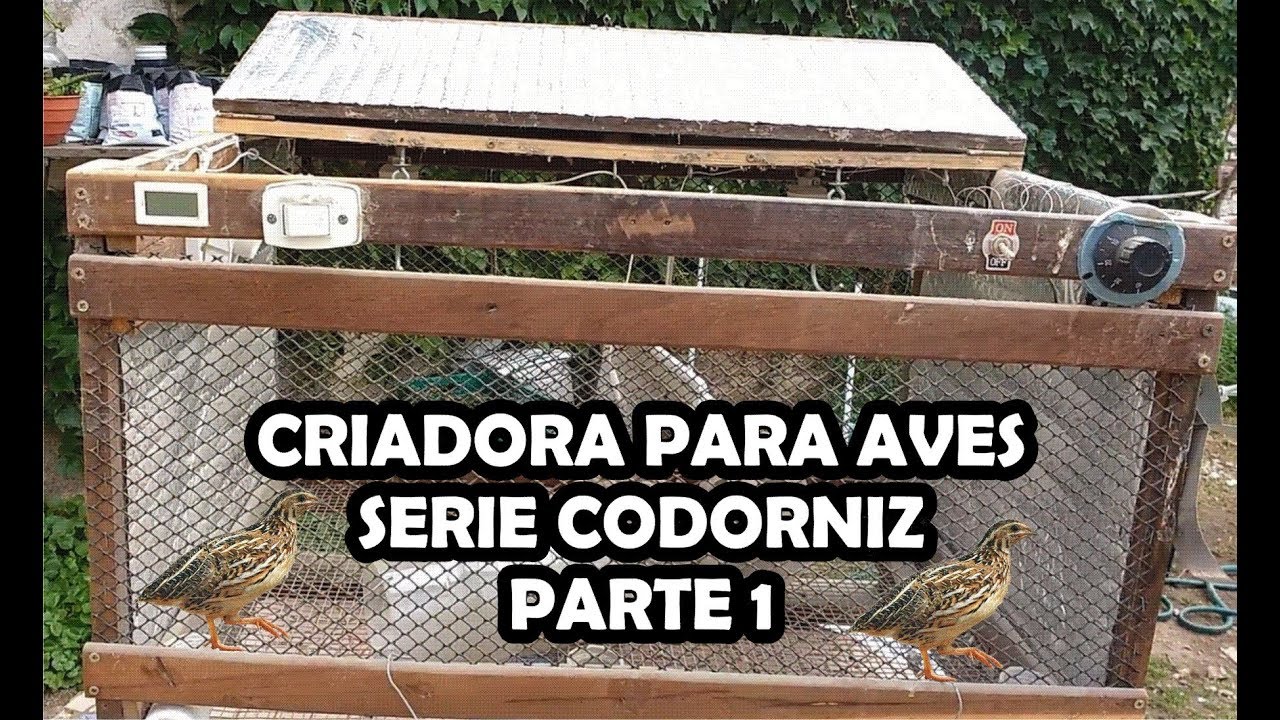 Codorniz criadora 1