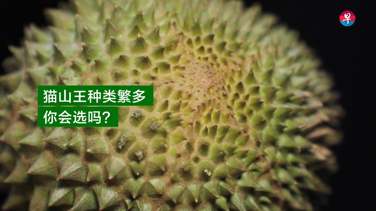 怎么买猫山王才不会含冤而归？