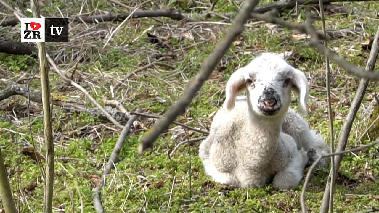 Da li je ovo idealno zanimanje - idila nadomak grada - reč dve sa čuvarem ovaca