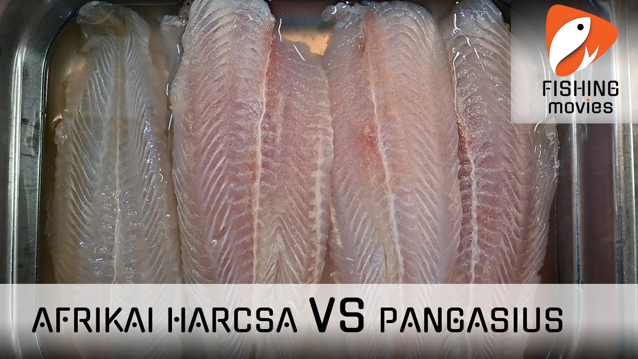 Afrikai VS Pangasius