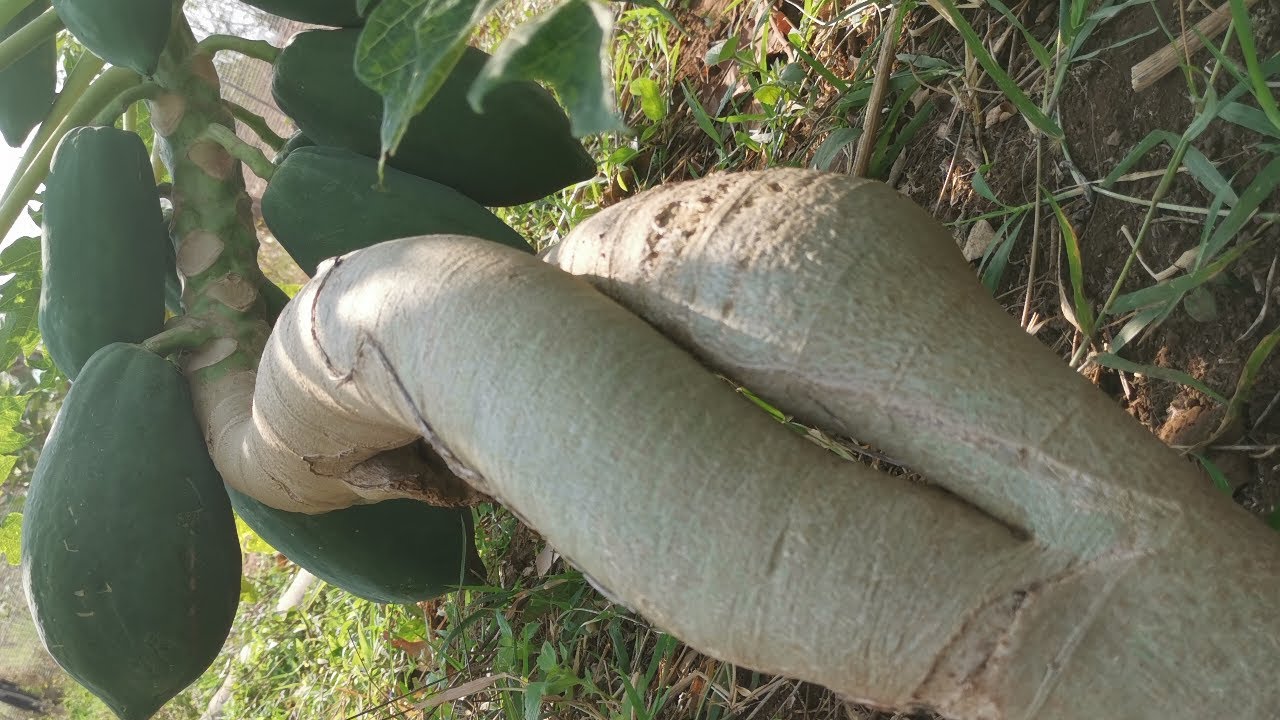Papaya Twisting to bear fruit short- How to make papaya bear fruit short