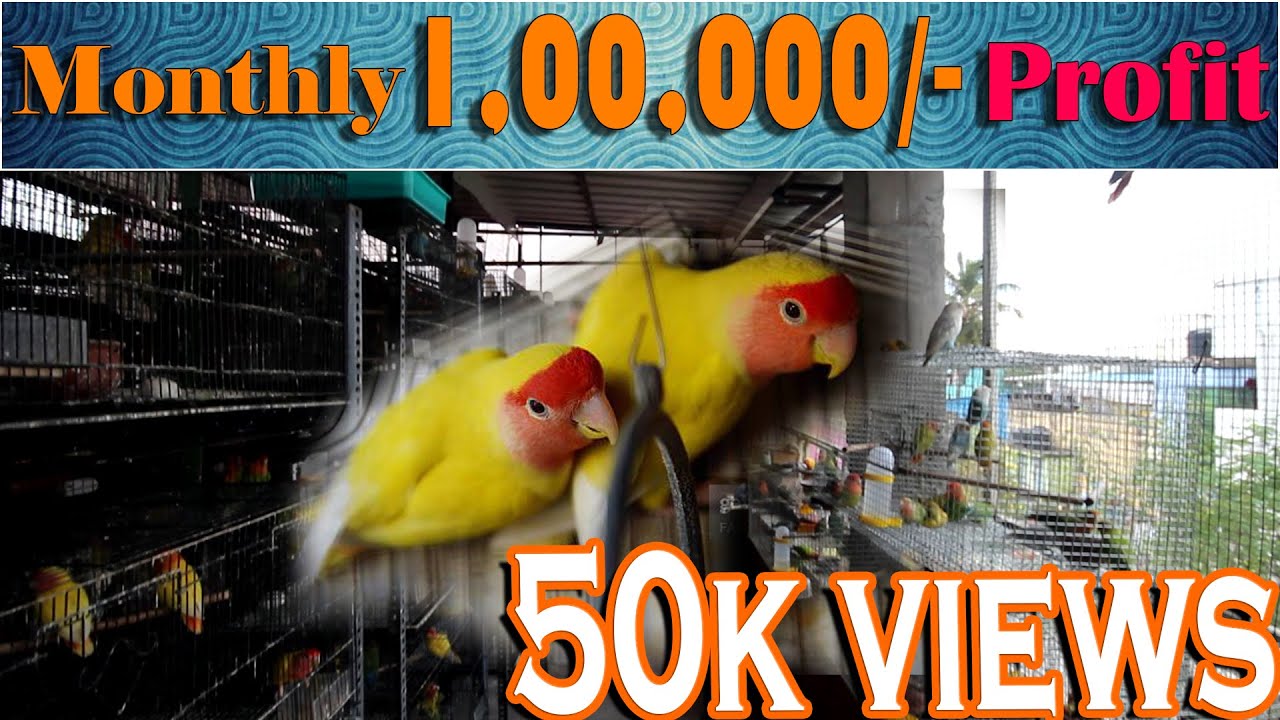 TERRACE African Love Birds Farm Chennai | காதல் பறவைகள் பண்ணை வளர்ப்பு முறை | Best Side Business