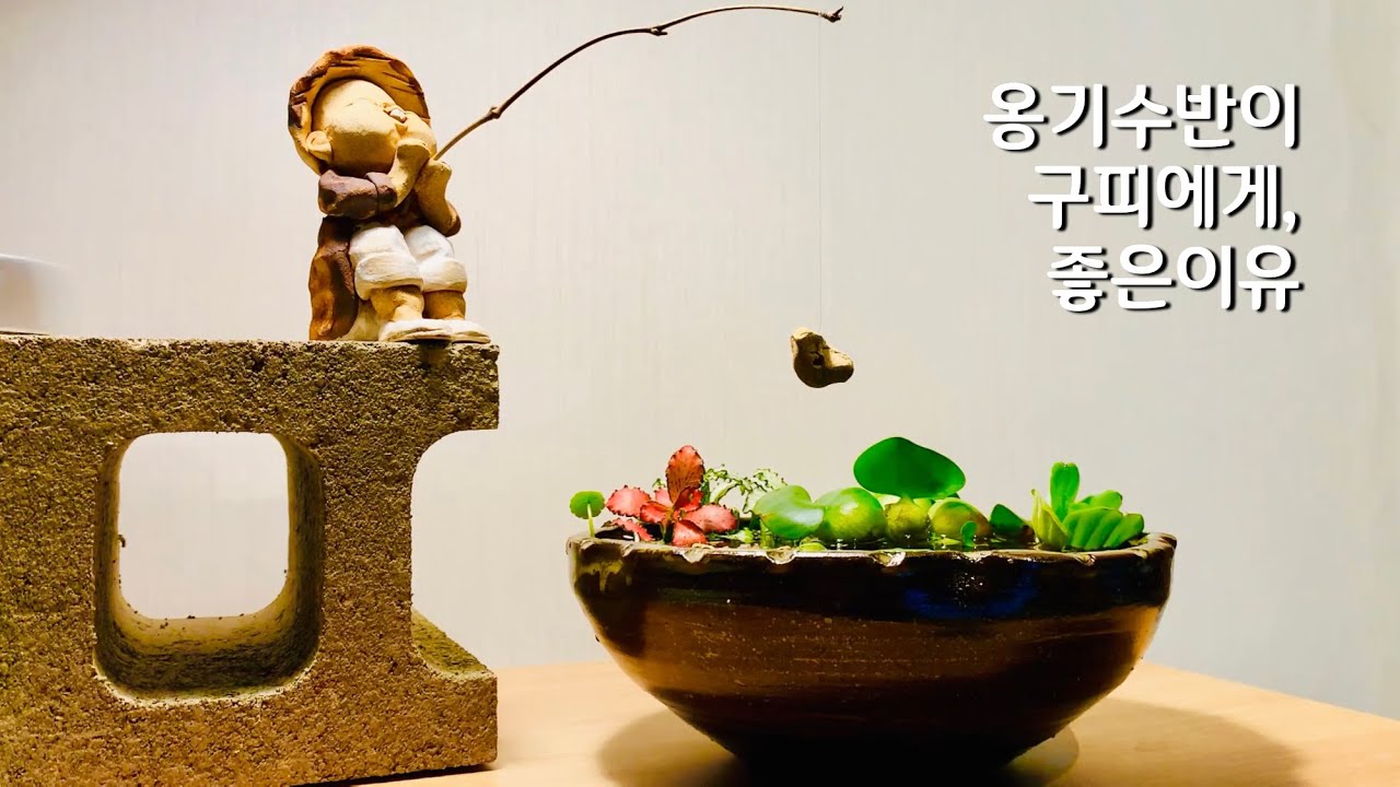 흙으로 만든 수반에 구피 키우기(알풀유어, 부레옥잠)[원스팜][wonsfarm]