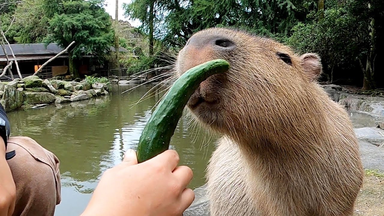 【歯形が可愛い】カピバラのきゅうりタイム！ Capybara eat cucumber
