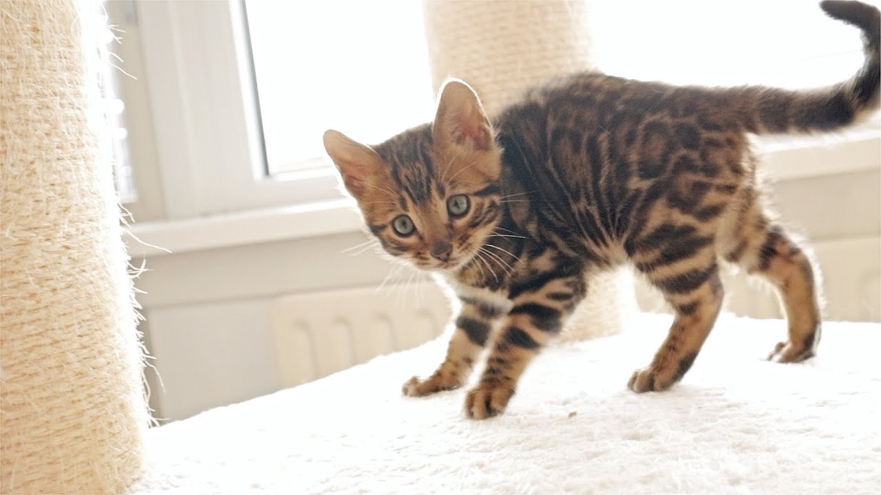 Little Kitten Roars and Shows how Big and Strong he is