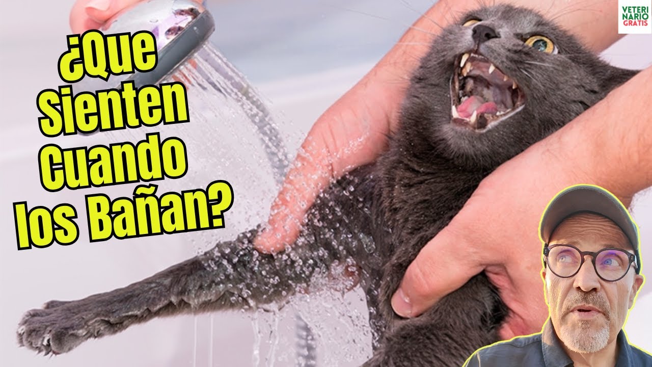 💦🚿 ¿QUÉ SIENTEN los GATOS CUANDO los BAÑAN? 🙀💧 CÓMO HACER el BAÑO MENOS ESTRESANTE para tu GATO. 🐾❤️