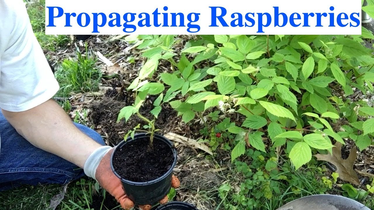 Propagating Raspberries