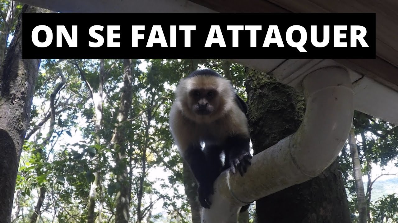 La découverte de Monteverde et l’attaque des singes!!! 🐒