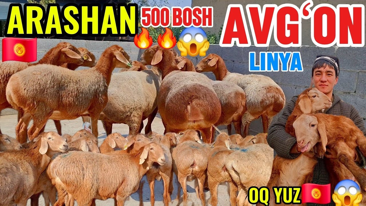 DOPPILI BOLA ARASHAN AVGʻON GIGANT BOGʻOZLARNI ARZON BERVORDI🇰🇬😱