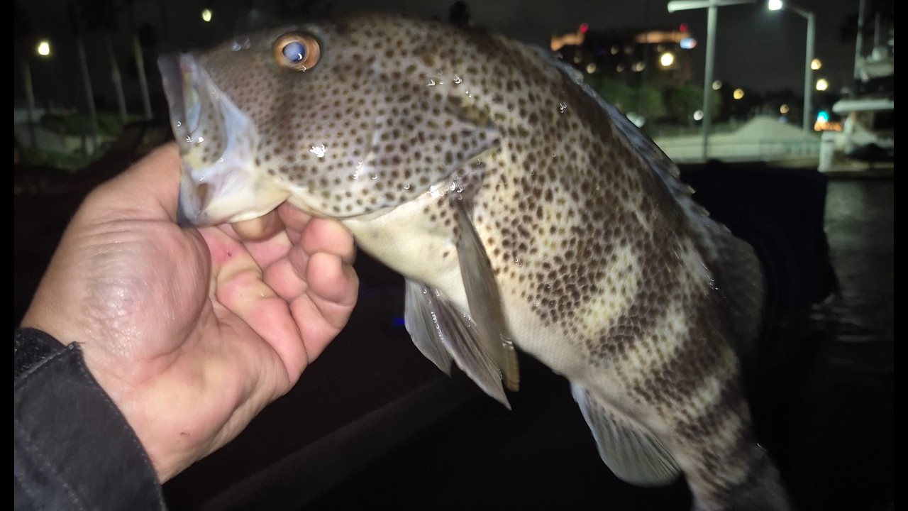 Epic Spotted Bay Bass Night Session! Newport Harbor Fishing 2/10/26