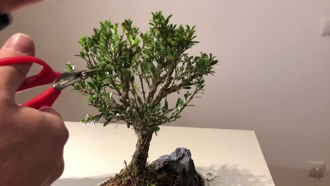 Bonsai für Anfänger Erstgestaltung eines asiatischen Buchsbaums