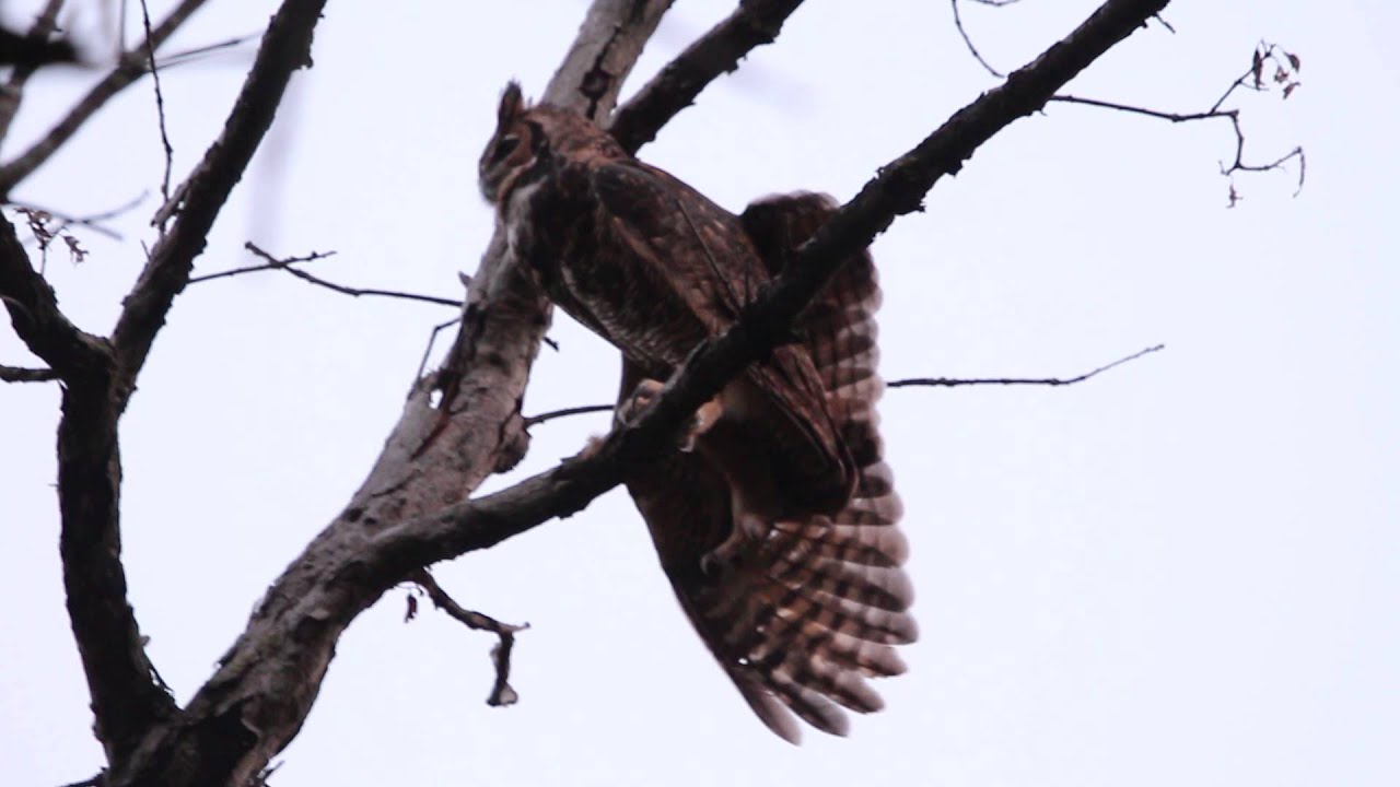 Female Great Horned Owl, Double Wing and Escalator Stretches, September 29, 2014