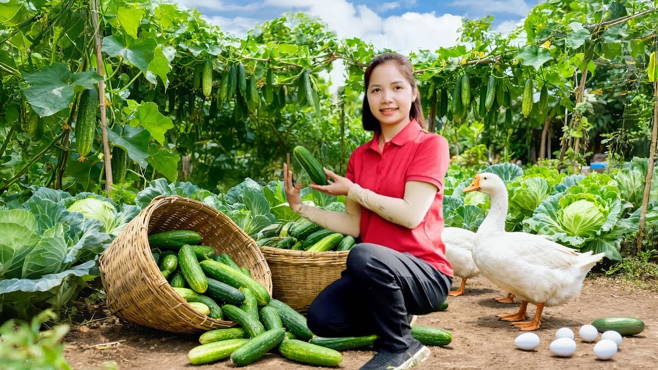 Harvesting Giant Clean Cucumber From Field Goes To Market Sell, Happy Farm Life | Daily Garden