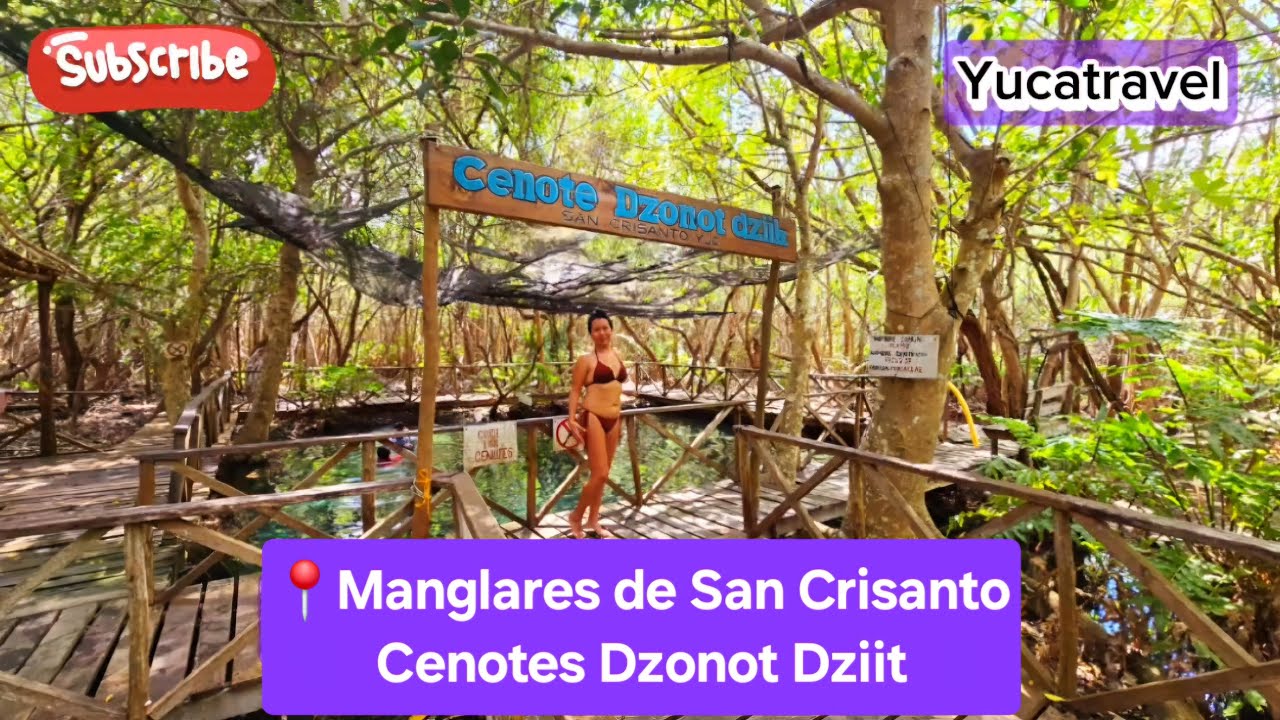 Los Manglares mas bonitos de San Crisanto Yucatán y cenote Dzonot Dziit #viralvideo #fyp #selva #fyp