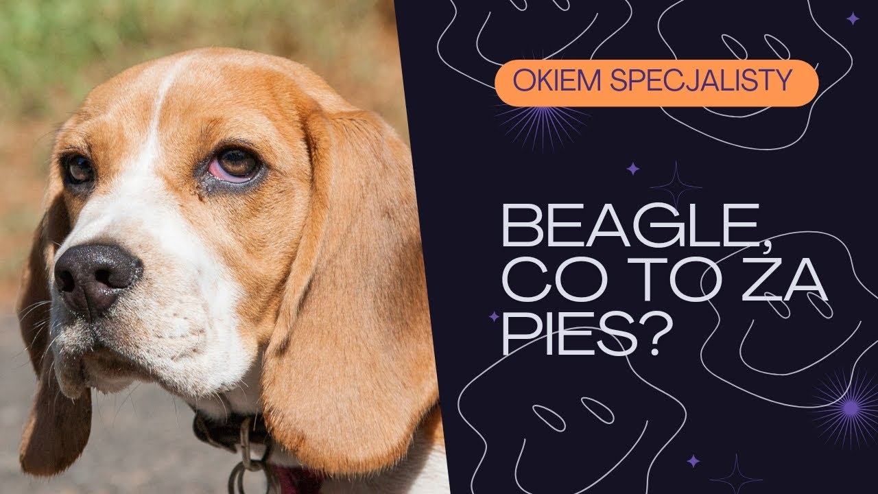 Beagle, opis rasy okiem psiego trenera, behawiorysty i instruktora.