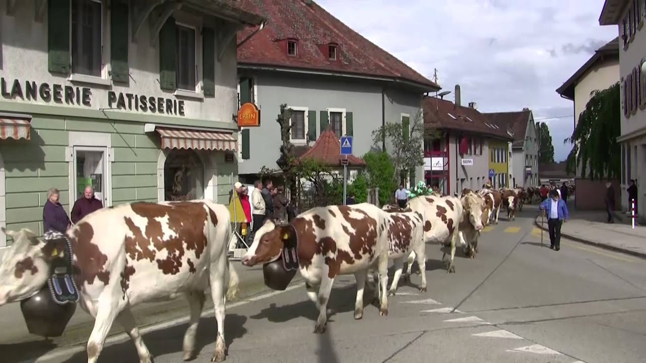 Montée à l'alpage - passage à Bière