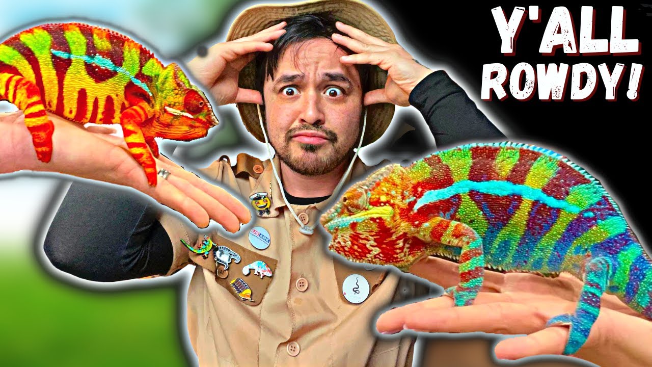 Insane Texas Narbc Reptile Expo Tour