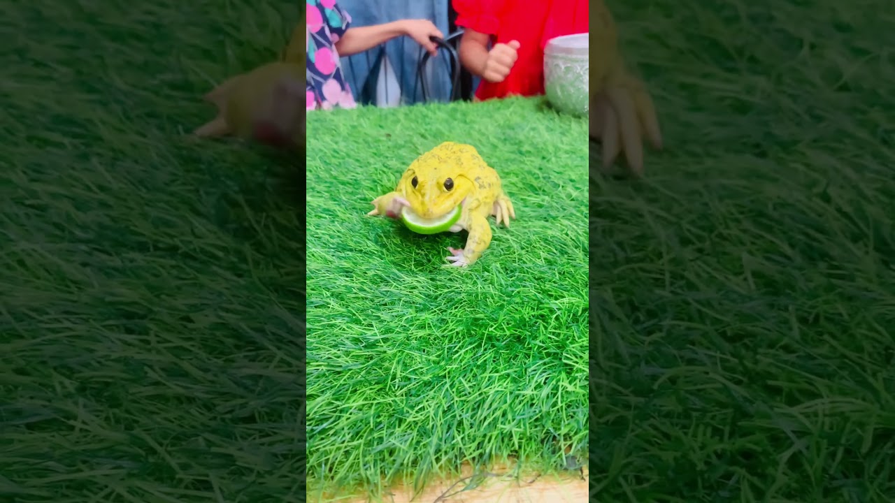 Funny cute frogs vs lemon 🍋 #short