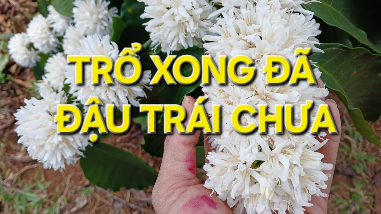 Quá trình trổ và đậu trái cà phê. Xem để không mất tiền oan.MV Nhân Trí