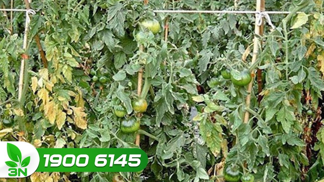 Cà chua bị bệnh héo xanh: Biểu hiện và cách chữa