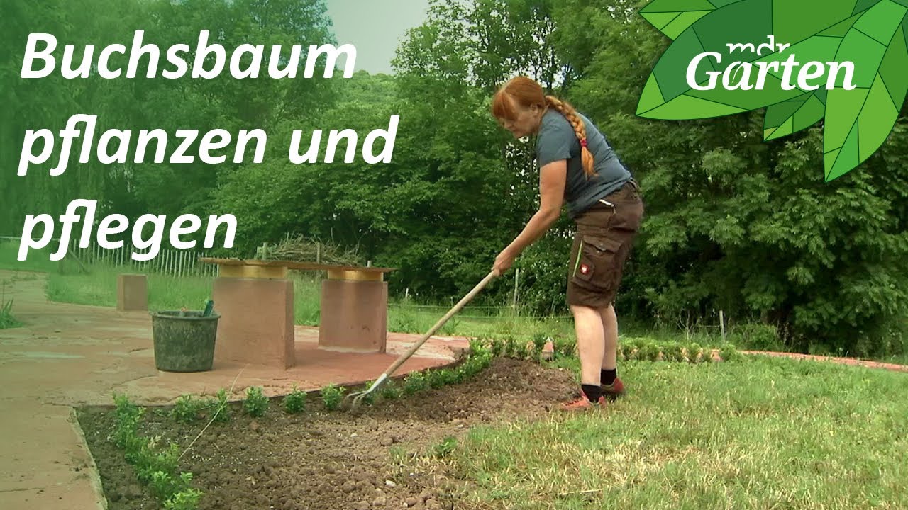 Buchsbaum als Beeteinfassung | MDR Garten