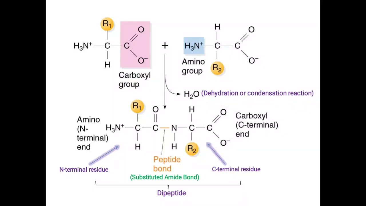 Peptide Bond: Formation and Properties