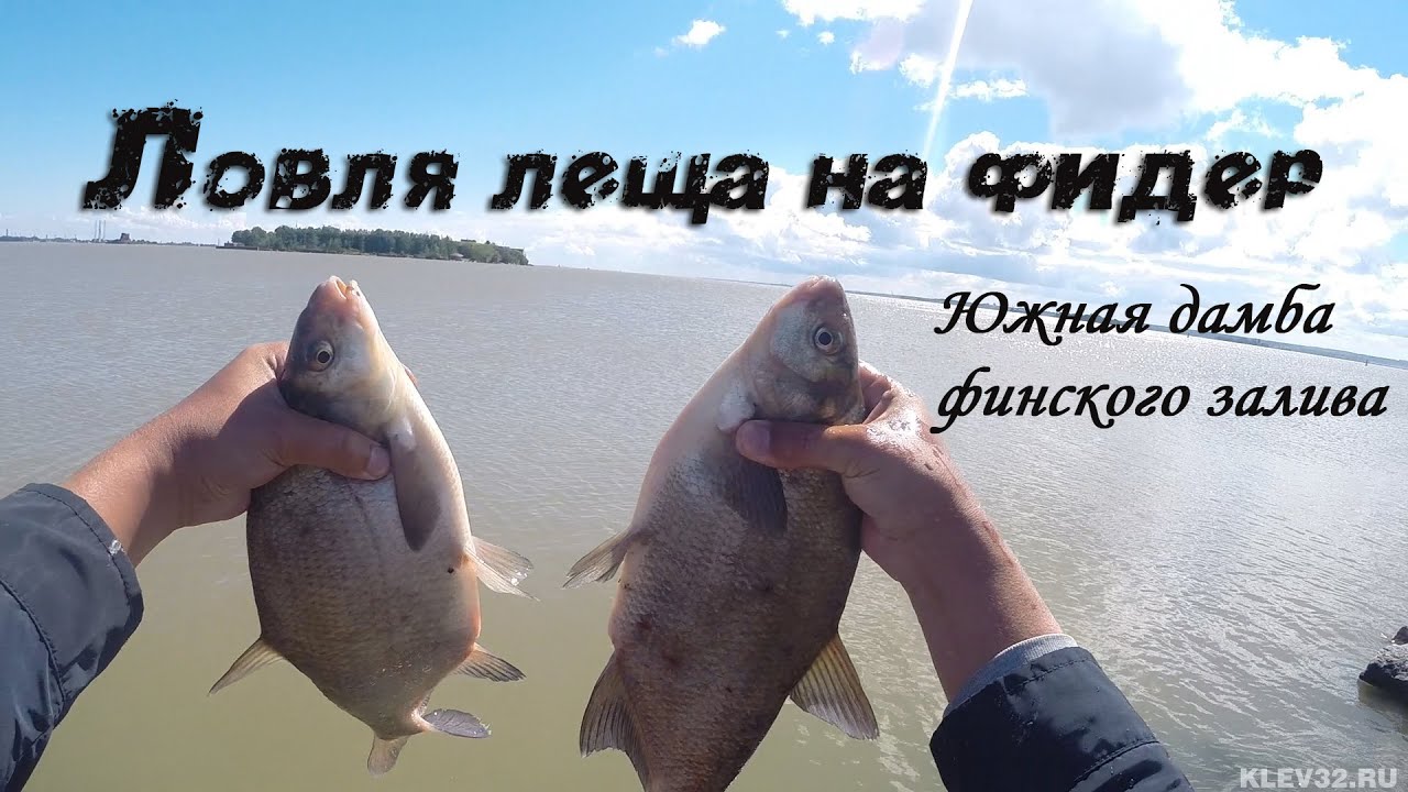 Лещ на фидер. Отличный утренний клев.