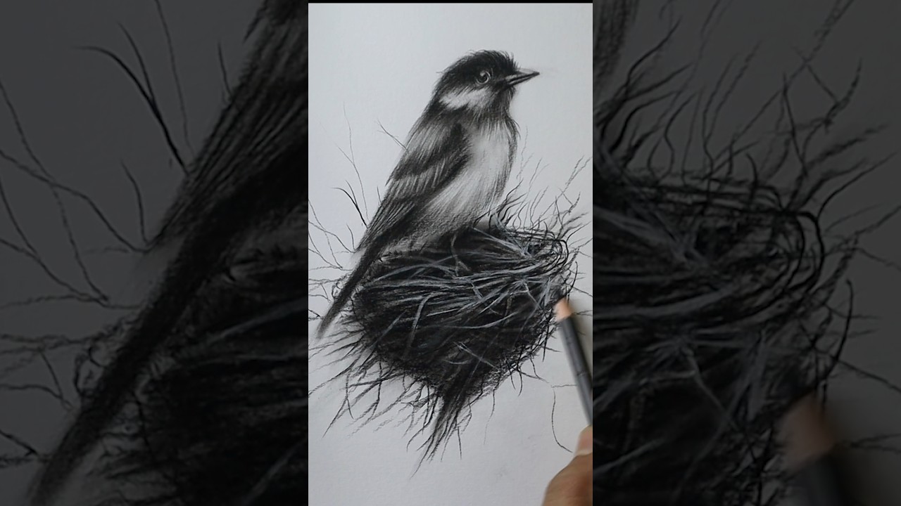🕊️Bird Drawing Techniques #birds #drawing #art #shortsfeed #howtodraw #shorts #viral #trending