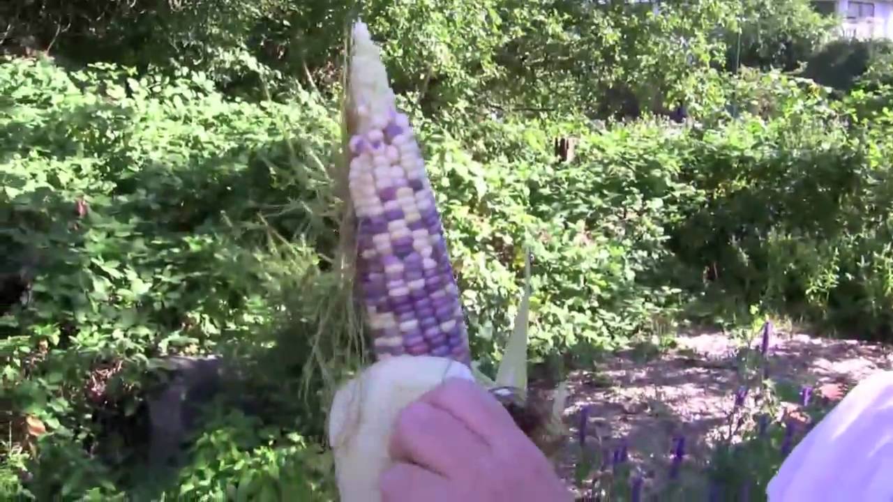 Kitsilano Corn Fields