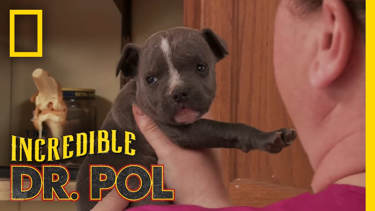 Puppy Love | The Incredible Dr. Pol