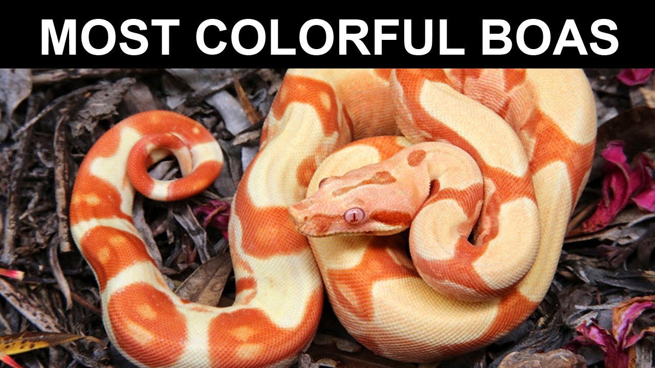 Most Colorful Locality and Morph Boa Constrictors!