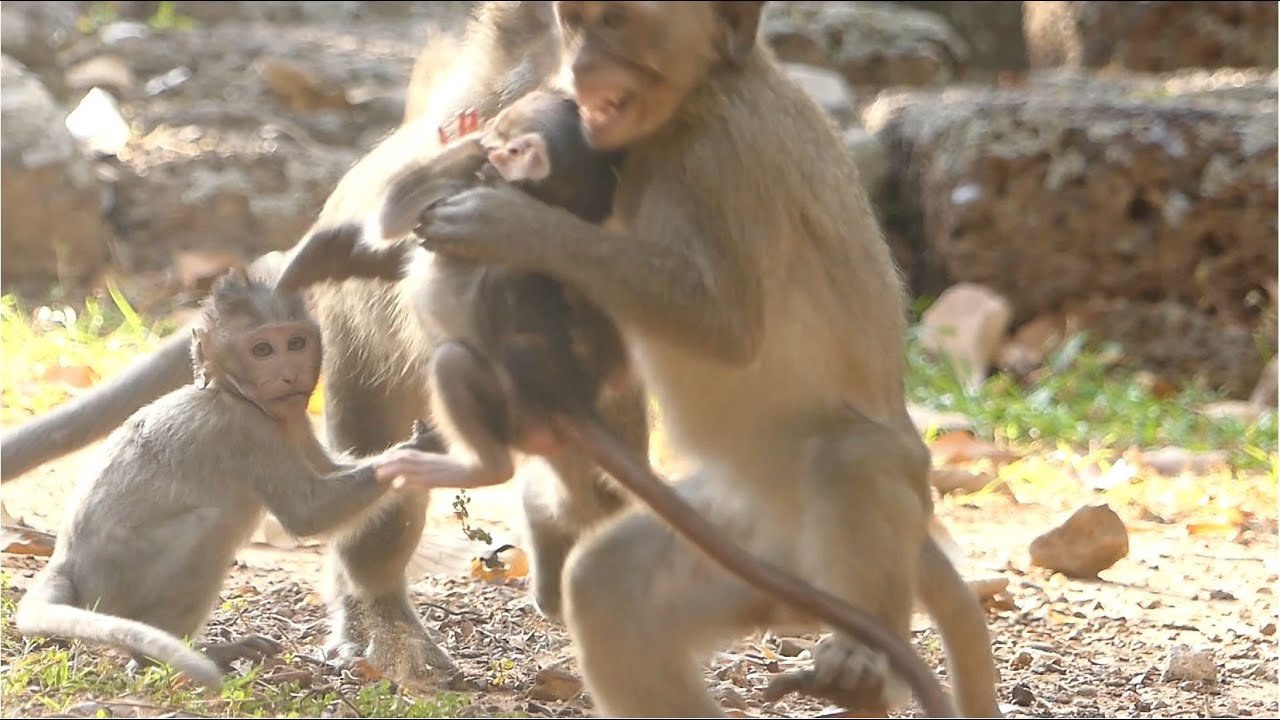 Monkey Delena Kidnap Baby Monkey Dillon, What Going On Baby Monkey Dillon?