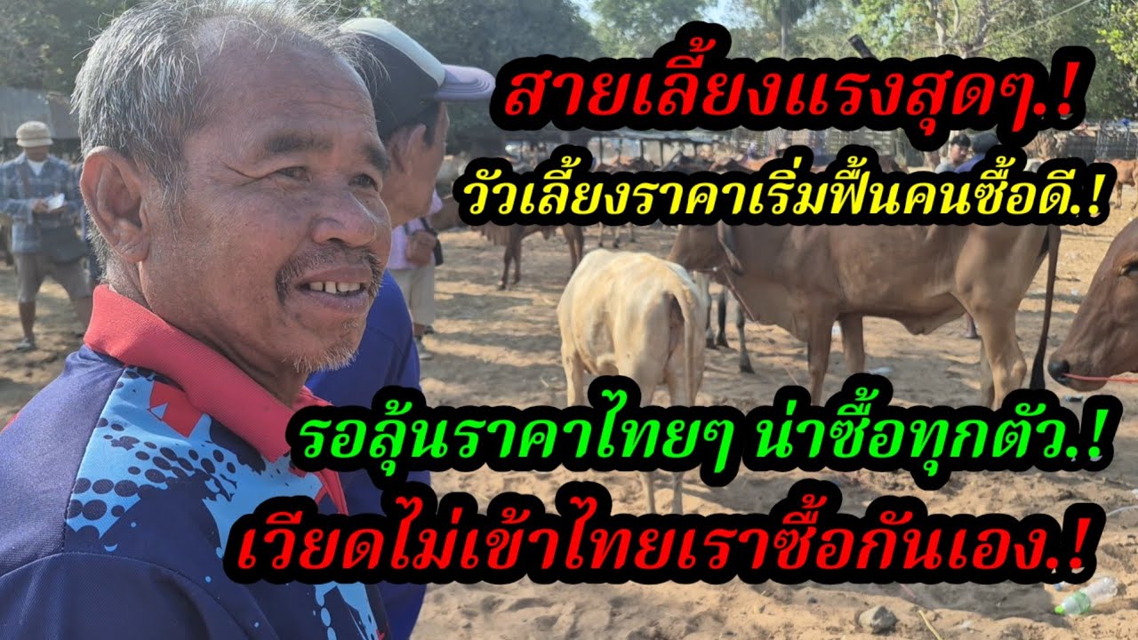 ราคาวัววันนี้ เปิดราคาวัวล่าสุดวันนี้ สำรวจราคาวัวตลาดนัด#เปิดราคาวัวงามน่าซื้อ#ซื้อขายวัวน่าเลี้ยง