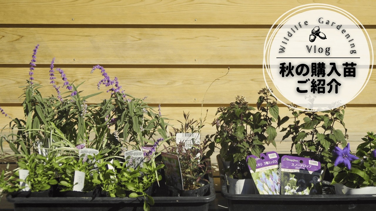 秋の購入種と宿根草の紹介｜宿根草の植え付け｜ミミズコンポストの恵み
