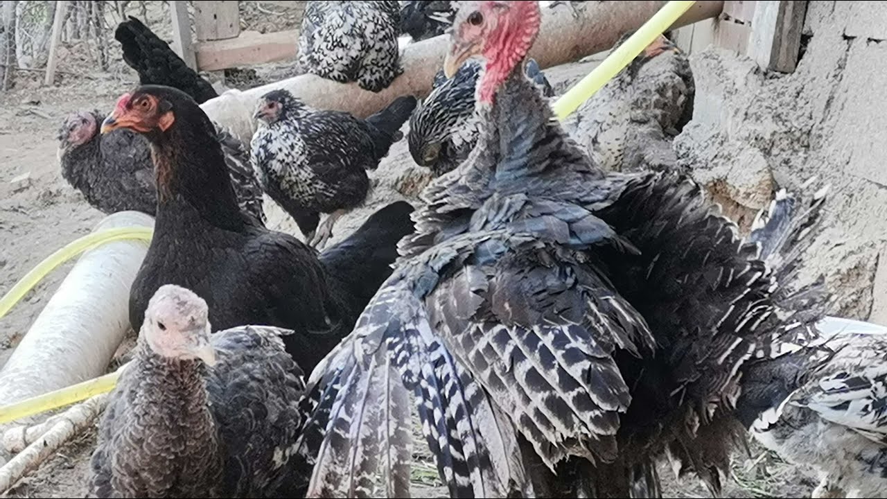 Hindi Yetiştiriciliği , Hindi Ne Yer ? Hindi Nasıl Beslenir ?