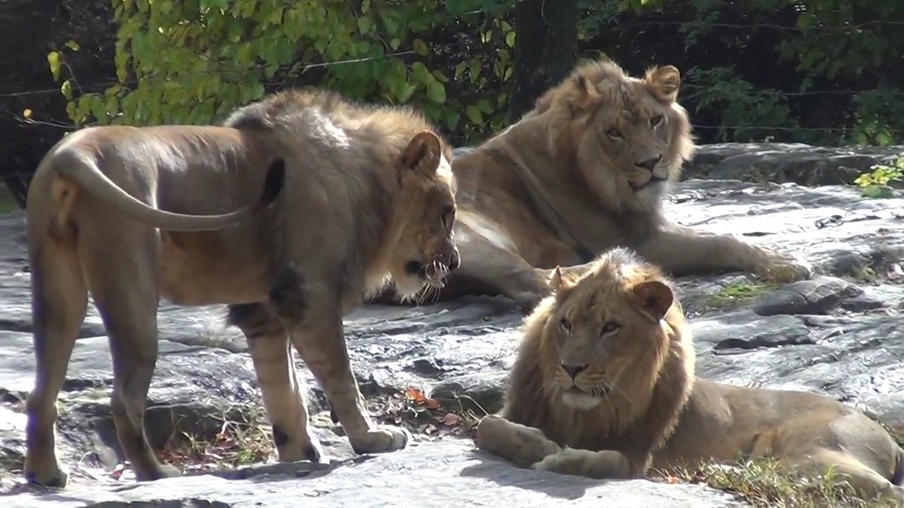 Male Lions Lounging | The Bronx Zoo | October 29th, 2016