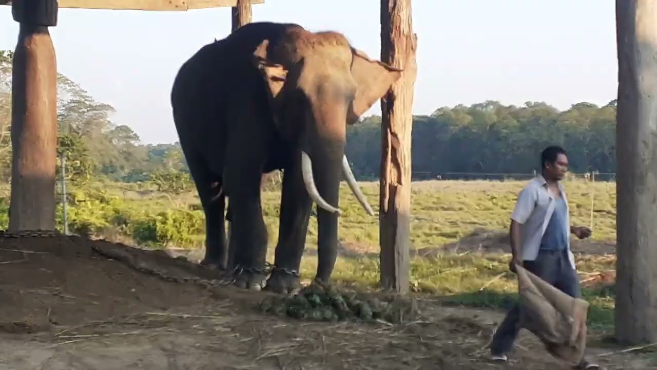 Elephant feeding 