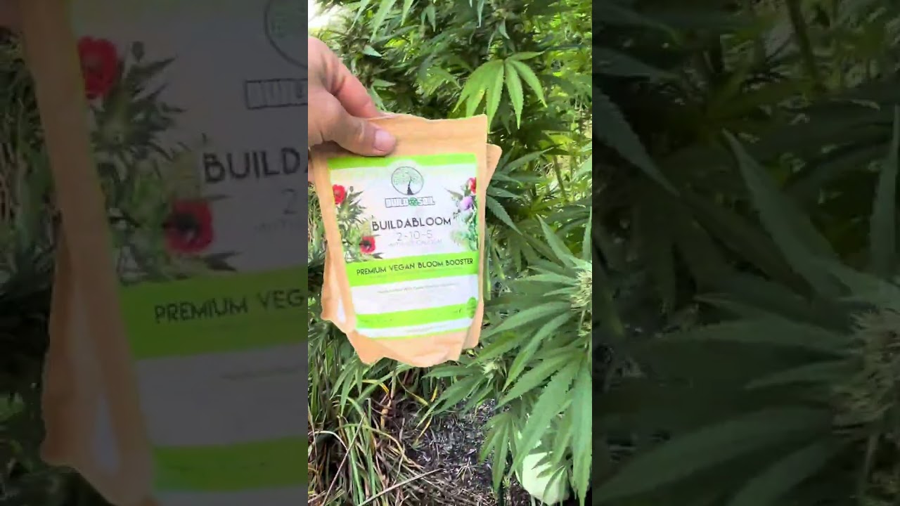 Monster Earthbox Grow!!!!