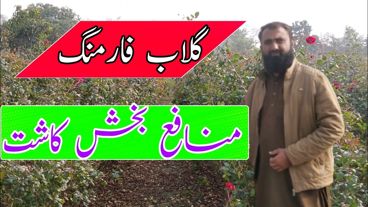 Rose Cultivation in Pakistan | Gulab ki kasht | Bilal Kanju Official