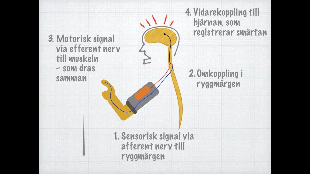 Reflexbågar