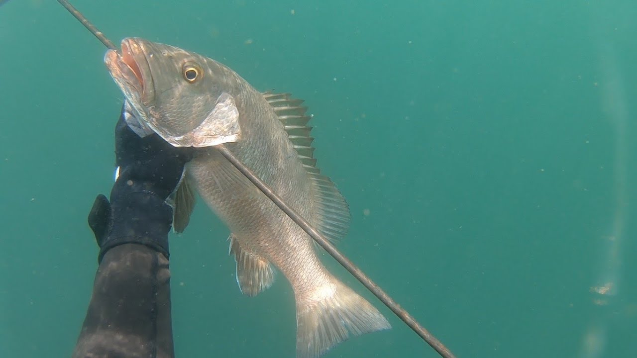 Barracudas imparables, pargos, cochitos y más | Pesca submarina en Mazatlán Ep1 | Martha Blue