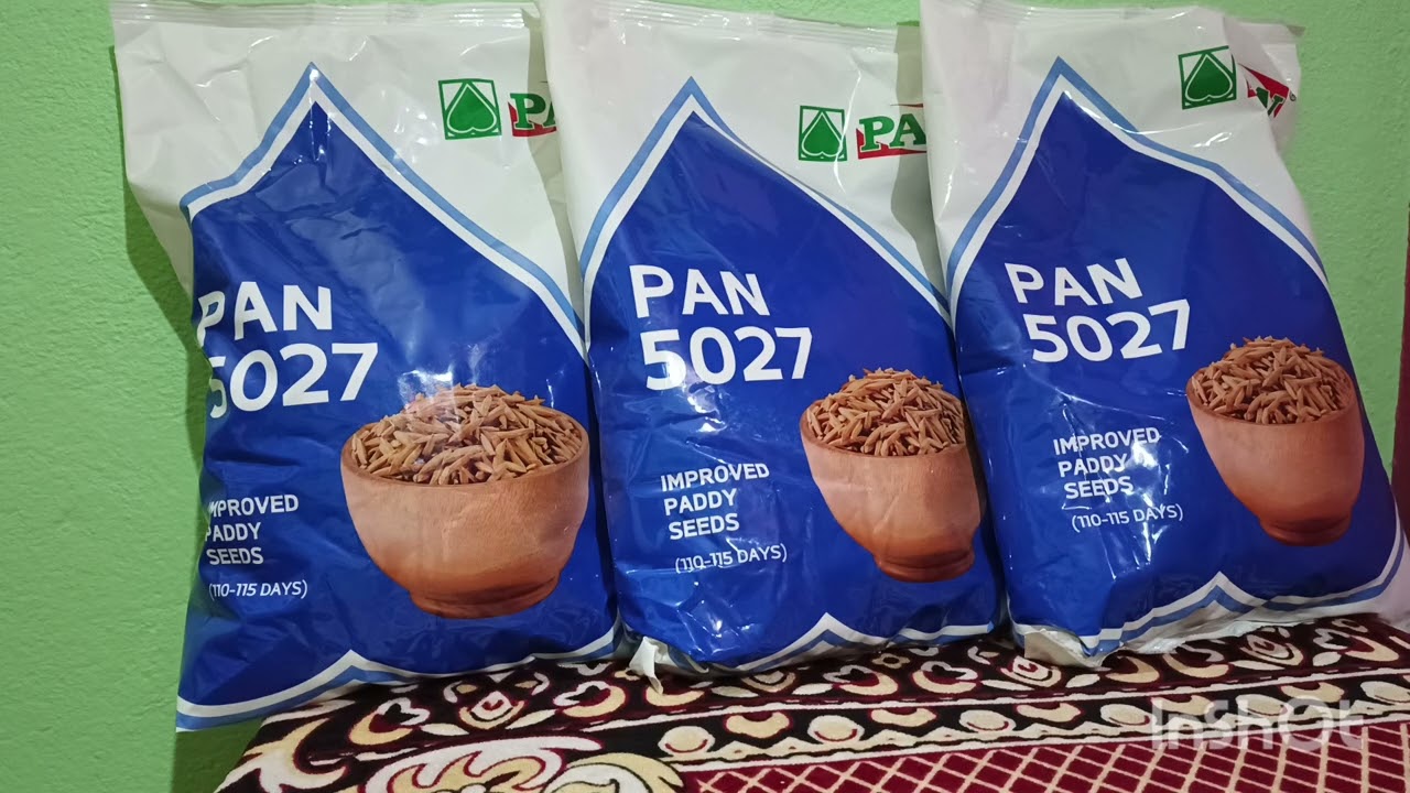 PAN 5027 improved paddy seeds. বোরো ধানের একটি উন্নত ধান বীজ ভ্যারাইটি।