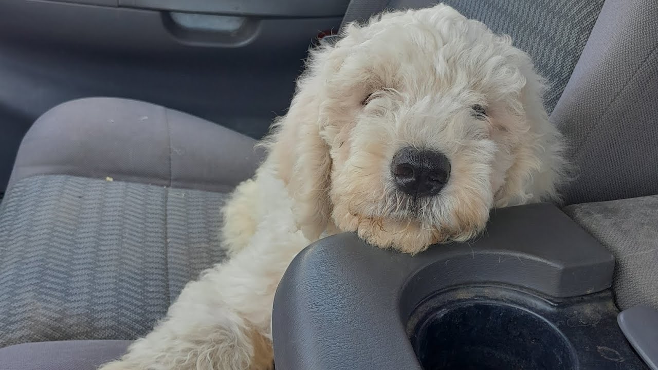 Our Homestead now has a new puppy (Komondor)