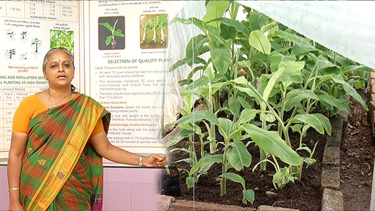 எளிய முறையில் தரமான வாழை கன்றுகளை உற்பத்தி செய்வது எப்படி ? | Malarum Bhoomi